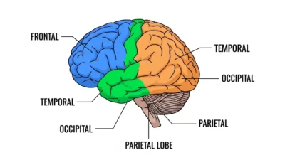 what does the parietal lobe do